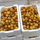 روثانة المدينة المنورة