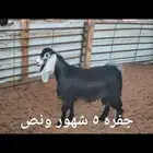 ذبايح ثلاجه