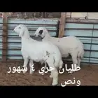 ذبايح... ثلاجه
