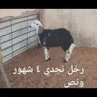 ذبايح.. نعيم . حري . نجد . تيوس .رفيدي