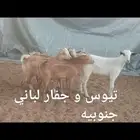 ذبايح .. ثلاجه