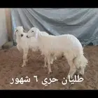 ذبايح .. ثلاجه