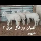 ذبايح .