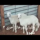 ذبايح ثلاجه
