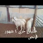 ذبايح..