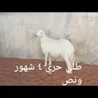 ذبايح
