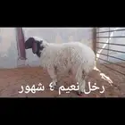 ذبايح ثلاجه