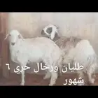 ذبايح