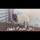 ذبايح..