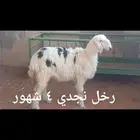 ذبايح .. ثلاجه.. متوفر تمارا