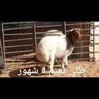 ذبايح .. ثلاجه