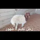 ذبايح .. مع الذبح والتوصيل