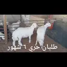 ذبايح ..