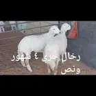 ذبايح. مع التوصيل