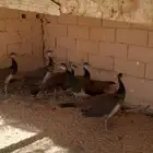 فروخ طاووس الهندي