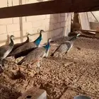 طاووس الهندي