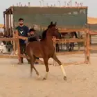 ايواء خيل في الدمام