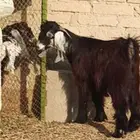 تيس عارضي للبيع