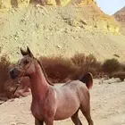 مهرة فاخرة خط جمال