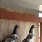 حمام باكستاني للبيع مستويات قويه