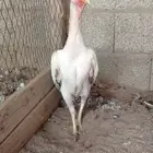 دجاجه شامو ياباني