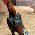 ديك شامو ألماني دم هزاز للبيع