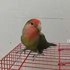 روز للبيع