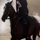 مدرب خيل قدرة و تحمل