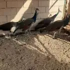 طاووس اجواز