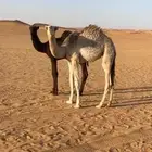 بكره شقحا سمين عمرها حول 6 اشهور