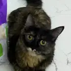 قطه انثى تبي تزاوج