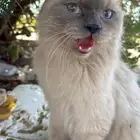 مكافأة لمن يجدها