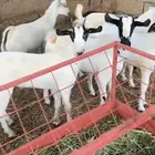 تيوس بلدية مشروطة