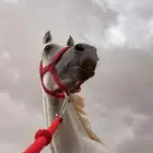 ابي خيل للبيع
