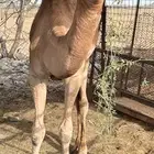 بكرة للبيع