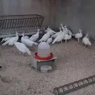 فروخ طاووس ابيض