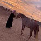 يوجد عسف خيل بأفضل الطرق