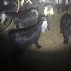 للبيع جفار عوارض إعمارها 7 شهور