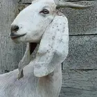 عنز مضروبة فيها عرق سانين السعي علي