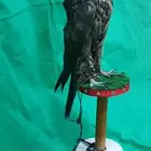 صقر محنط