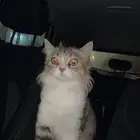 قطه حامل مطعمه للتبني مجانا