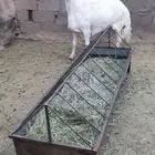 خروف جذع جبر للمبادئ أو المناسبات
