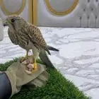 طير باشق مدرب على هدد على السوم لايجي إلا صامل