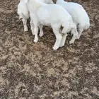 طليان. طيبه العمر شهرين