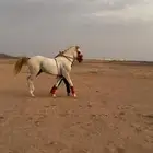 حصان ورق عربي