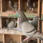 حمام فرنسي سموك سلفر جامبو