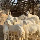 خرفان فل شحم