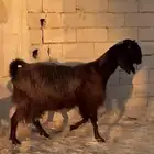 عنز قبرصيه مصريه معزا