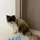 ذكر للتزاوج مستوئ راقي ومتميز النوع راغدول امريكي