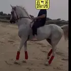 حصان شعبي فاخر